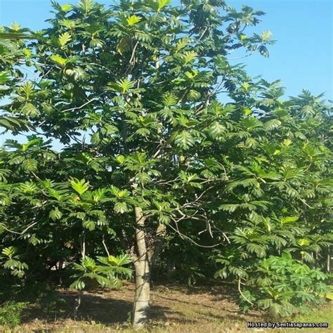 Membantu untuk menghilangkan depresi 7. Pokok Sukun, Cara Menanam Dan Kegunaannya - SentiasaPanas