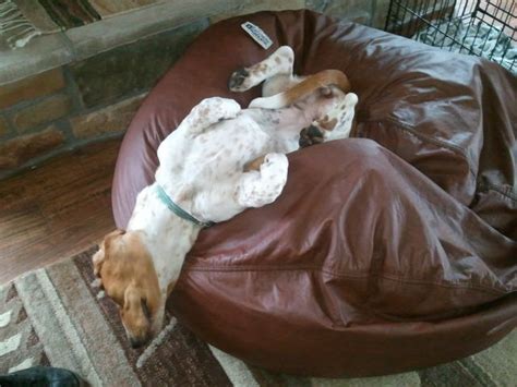 6 Problems Only Basset Hound Owners Will Understand
