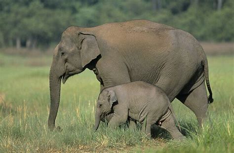 Indian Asian Elephant With Calf Print 1313695 Framed Photos
