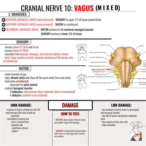 Vagus Nerve Graphic Speech Therapy Materials Vagus Nerve Nervous
