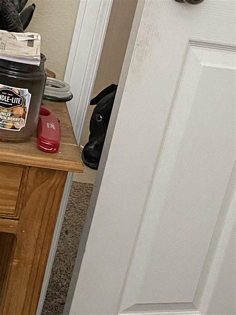 Roommates Dog Spying On Me Eyebleach