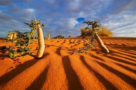 kgalagadi transfrontier park a large wildlife preserve and conservation area in southern africa