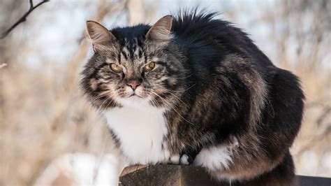 Are Norwegian Forest Cats Hypoallergenic All You Need To Know