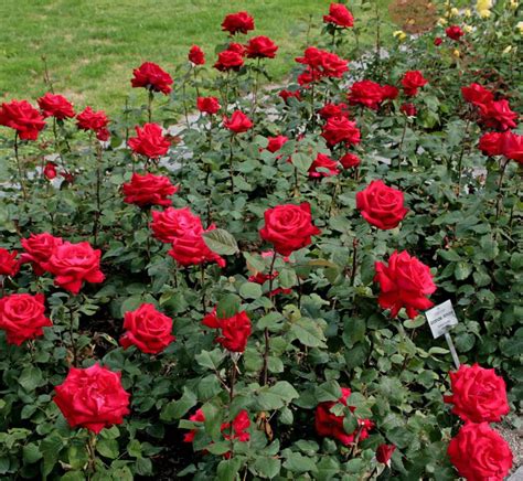 Odmiany Róż Ogrodowych I Ich Zastosowanie Czardomupl
