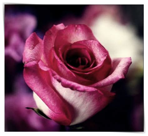 210 Imágenes De Rosas Hermosas Las Más Bonitas Fotos De Rosas Aqui