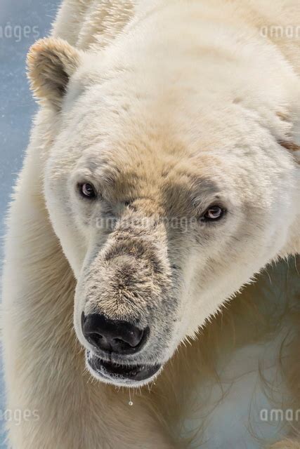 Adult Polar Bear Ursus Maritimus Close Up Head Detail Cumberland