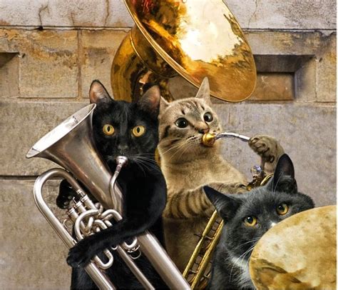 Tuba Cat Cats Musical Cat Entertainment Cats