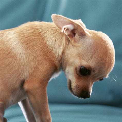 Sintético 90 Foto Chihuahua De Un Mes De Nacido Cena Hermosa