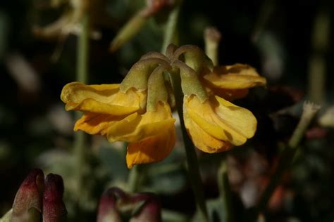 Coronilla Minima Minima Flores Silvestres De Aragón
