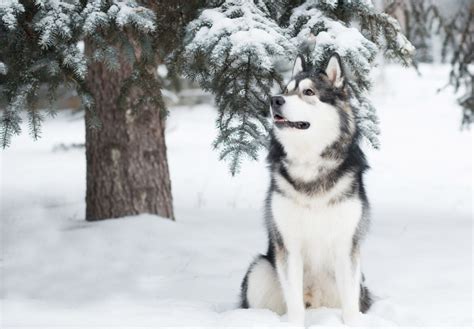 The Best Snow Dog Breeds Petsyclopedia News