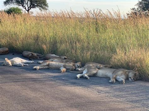Lions Napping On Road Amid Coronavirus Lockdown In South