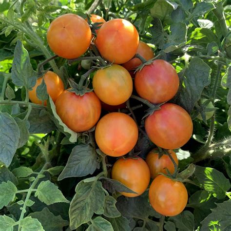 Isis Candy Cherry Tomato Seeds Tomatofest Organic