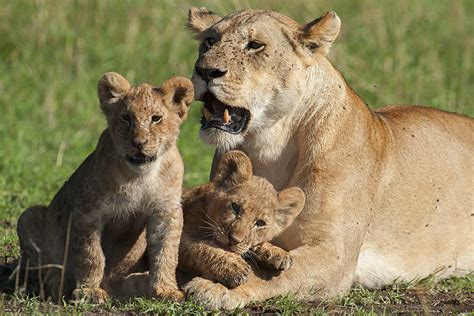 Lion Cubs Spotted In Maasai Mara Walk The Wilderness