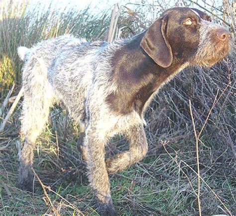 German Wirehaired Pointer Pet Your Dog