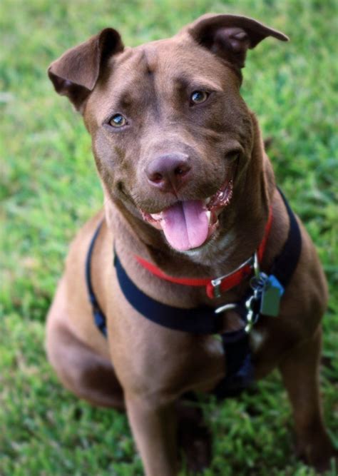 Love My Ginger Girl Shes A Chocolate Lab And Pitbull Mix Labrabull