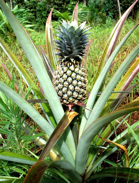 Ananas Planter Et Bouturer Ooreka