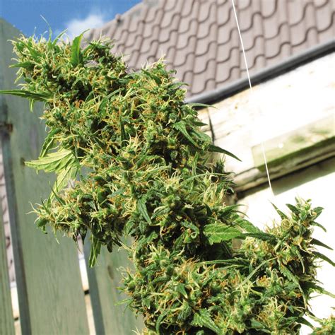 How To Choose The Best Outdoor Cannabis Strain Sensi Seeds