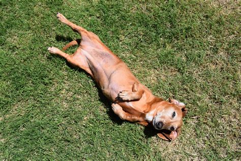 Free Images Grass Puppy Canine Pet Relax Hound Laying