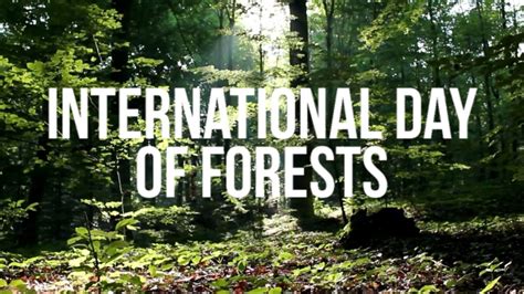The International Day Of Forests Youtube