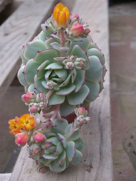 Echeveria Derenbergii Painted Lady See More At