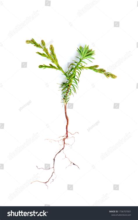Western Red Cedar Seedling Root System Stock Photo 1736707001