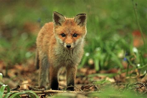 Red Fox Cub Photography Bret Charman Wildlife Photography