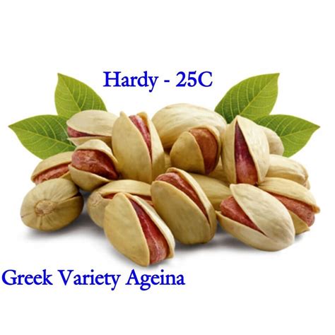 Pistachio Seeds Greek Variety Aegina Pistacia Vera Fiyat 1 65