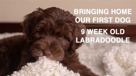 Top 10 How Much To Feed A Labradoodle Puppy You Need To Know