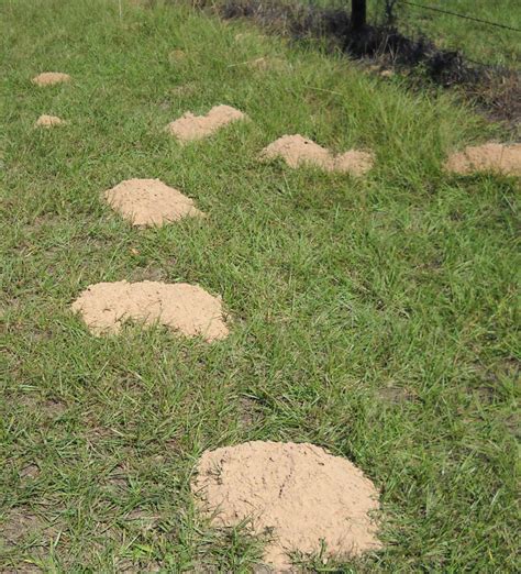 Pocket Gophers Ufifas Extension Bradford County