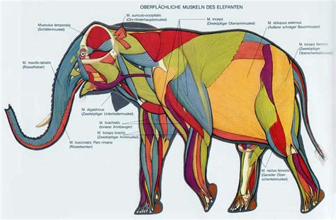 Anatomy Of The Elephants Upalich