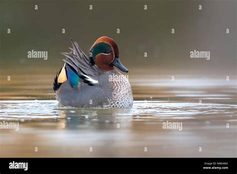 Eurasian Teal Duck Hi Res Stock Photography And Images Alamy