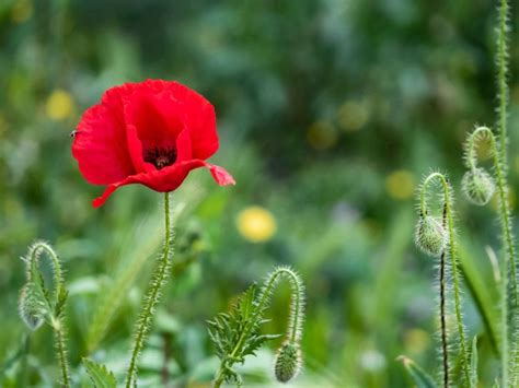 Oriental Poppy Plants Learn How To Care For Oriental Poppies