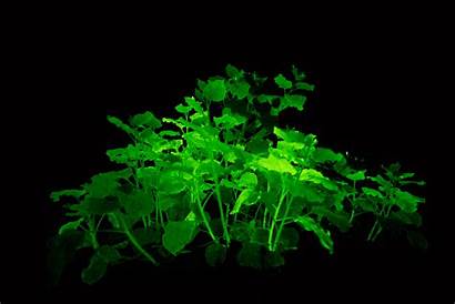 Plants Glowing Mushroom Flowers Glow Dna Dark