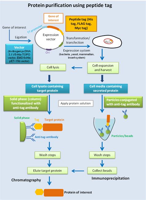 Protein Purification Artofit