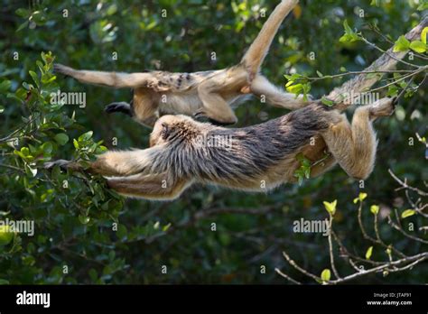Prehensile tail monkey hi-res stock photography and images - Alamy