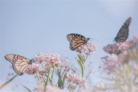 15 Selected Butterfly Aesthetic Wallpaper Desktop You Can Use It For