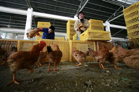 However, some bird flu viruses have spread from birds to humans and have caused illness in bird flu is an infection caused by influenza (flu) virus. China's deadly new H7N9 bird flu virus may be harder to ...