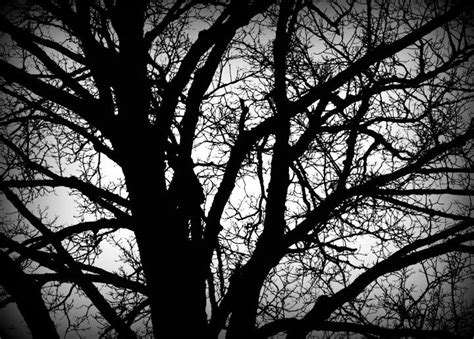 Dark Tree Dark Tree Abstract Artwork Quick