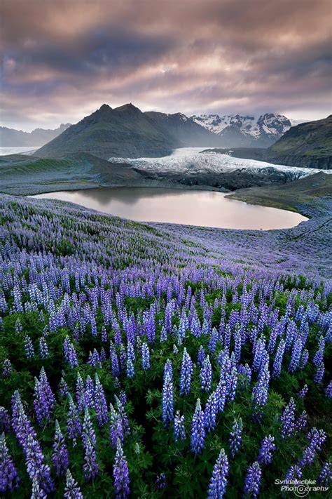 Lupines And Glacier Landscapes Iceland Europe Synnatschke