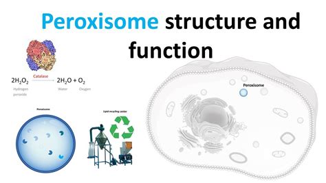 Peroxisomes Structure And Function Youtube