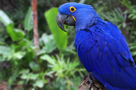 How Many Blue Macaws Are Left In The World In 2024 A Z Animals