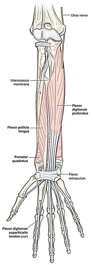 Normally wrist extension causes passive flexion of the digits at the mcp, pip, and dip joints. Easy Notes On 【Flexor Pollicis Longus】Learn in Just 3 Minutes! - Earth's Lab