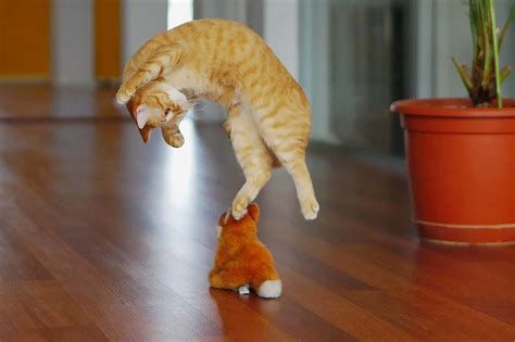 50 Funny Pictures Of Cats Jumping Free Download Wallpaper