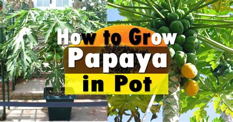 How To Grow Papaya Tree Care In Garden And Pots