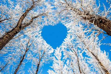 Arrow book calendar camera car check clock cloud email food game heart home location money phone. Trees branches winter nature snow sky heart heart love wallpaper | 5846x3897 | 569816 | WallpaperUP