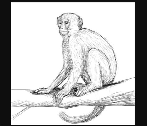 Monkey Drawing Images Drawing Monkey Images Stock Photos Vectors