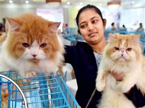 Cat For Adoption In Pune The W Guide
