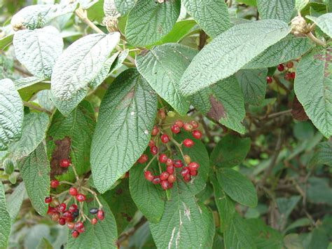 ‘alleghany Viburnum Is A Four Season Gem What Grows There Hugh