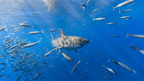 2560x1440 Shark Fish 1440p Resolution Hd 4k Wallpapersimages