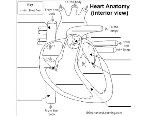 Labeling Heart Anatomy Quiz